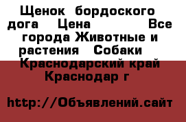 Щенок  бордоского  дога. › Цена ­ 60 000 - Все города Животные и растения » Собаки   . Краснодарский край,Краснодар г.